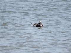 Clangula hyemalis image