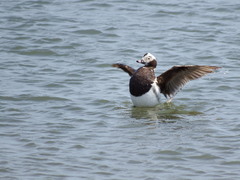 Clangula hyemalis image
