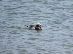 Clangula hyemalis image
