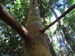 Calophyllum sil