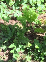 Heracleum mantegazzianum