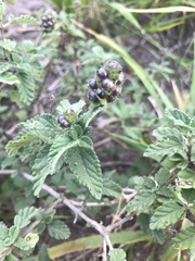 Lantana achyranthifolia