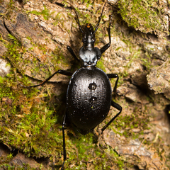 Scaphinotus interruptus