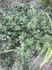 Lantana achyranthifolia
