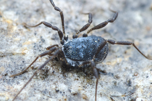 Centetostoma scabriculum