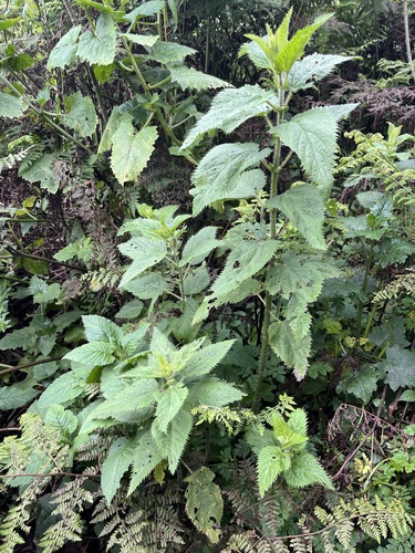 Thabai (Urtica massaica)