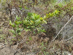 Antidesma madagascariense