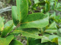 Antidesma madagascariense