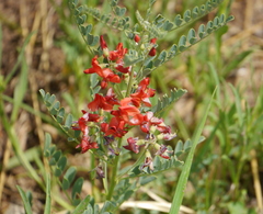 Sphaerophysa salsula