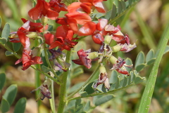 Sphaerophysa salsula
