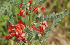 Sphaerophysa salsula
