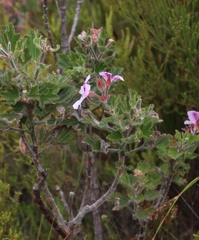 Pelargonium cucullatum cucullatum