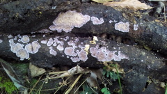 Hypochnella violacea