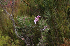 Pelargonium cucullatum cucullatum