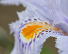 Iris japonica
