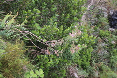 Pelargonium cucullatum strigifolium
