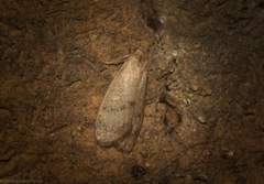 Lambula obliquilinea