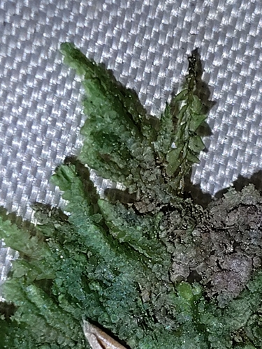 Hutchins' Hollywort (Jubula hutchinsiae)