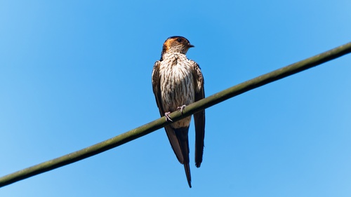 Eastern Red-rumped Swallow