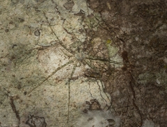 Tamopsis tweedensis