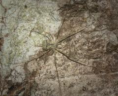 Tamopsis tweedensis
