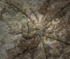 Tamopsis tweedensis