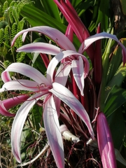 Crinum × amabile