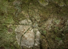 Tamopsis tweedensis