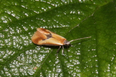 Batia lunaris