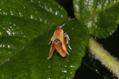 Batia lunaris