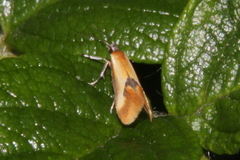 Batia lunaris