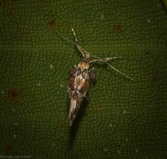 Persicoptila oenosceles