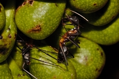 Camponotus etiolipes