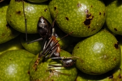 Camponotus etiolipes