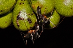 Camponotus etiolipes