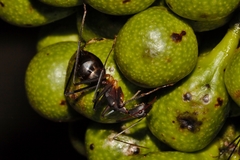 Camponotus etiolipes