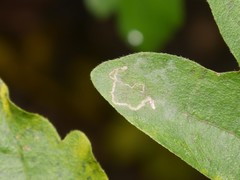 Stigmella aceris