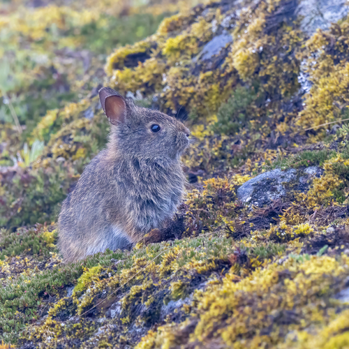 Andean Cottontail