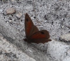 Cassionympha detecta