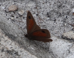 Cassionympha detecta