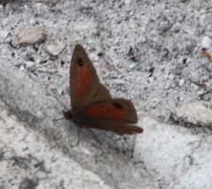 Cassionympha detecta