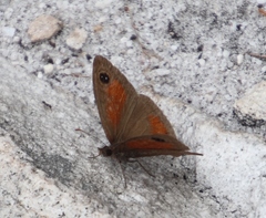 Cassionympha detecta