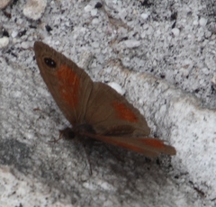 Cassionympha detecta