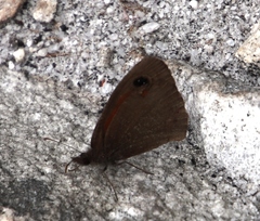Cassionympha detecta