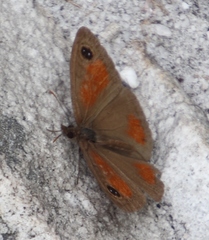 Cassionympha detecta