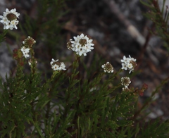 Pseudoselago gracilis