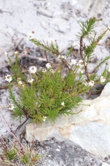 Pseudoselago gracilis