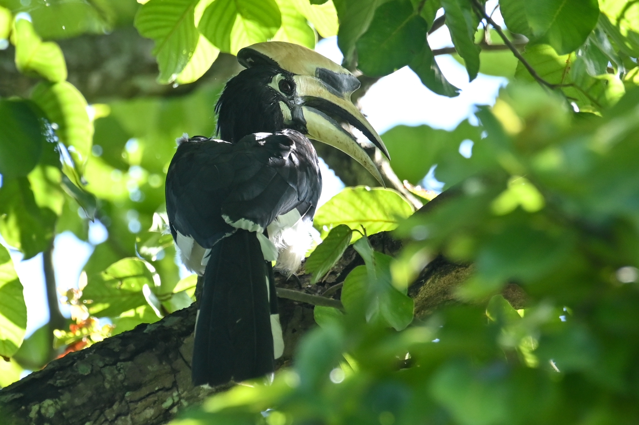 Oriental Pied Hornbill