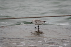 Calidris alba