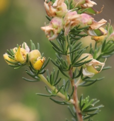 Aspalathus excelsa